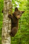 Minnesota-Pine County Black bear cub climbing tree Art Print
